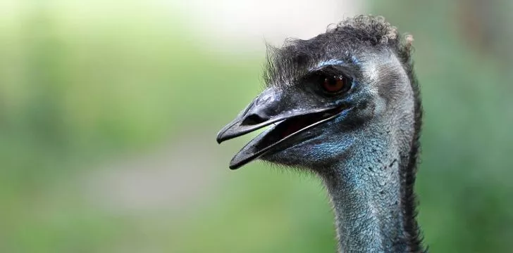 An emu up close looking as if they are laughing