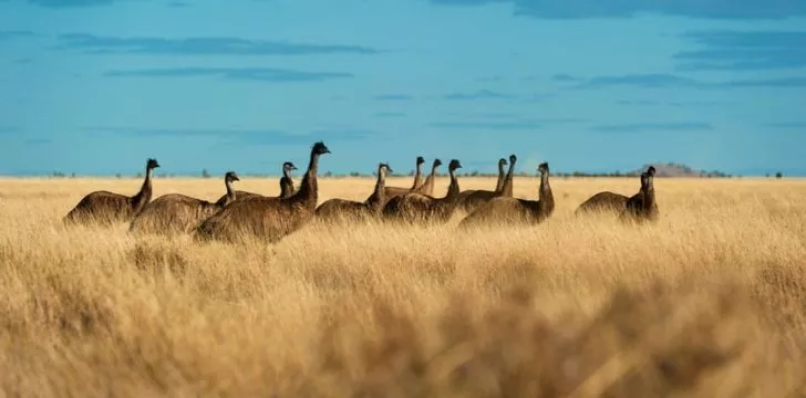 A group of emu's walking in line