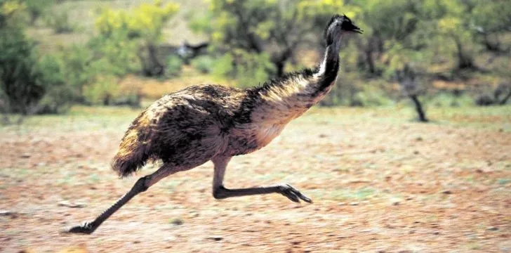 An emu on the run