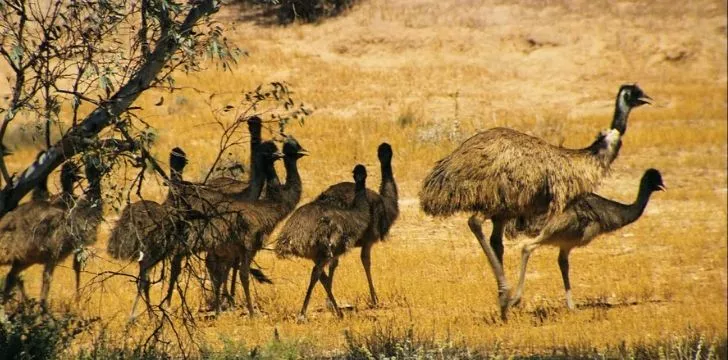 Emu's winning the battle against the Australian army
