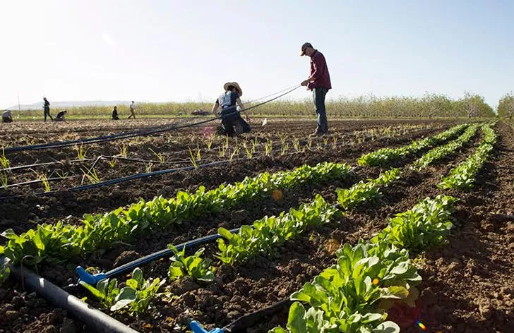 California is the world's 5th largest supplier of food.