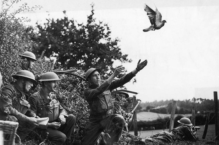 Until 2010, carrier pigeons were faster than the internet.