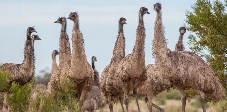 A flock of emu's