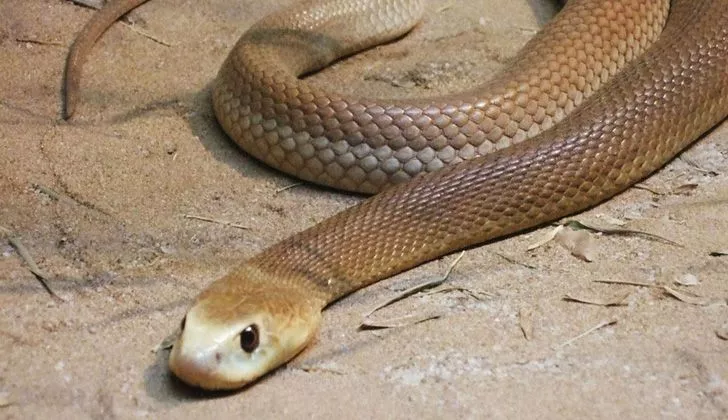 Indian Taipan Snake