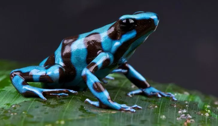 Blue and black poison dart frog on a leaf