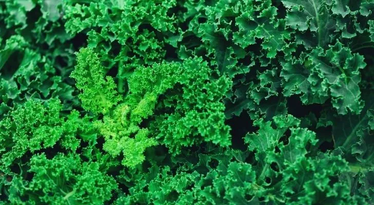 Curly kale