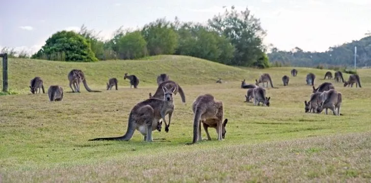 A group of kangaroos on a field