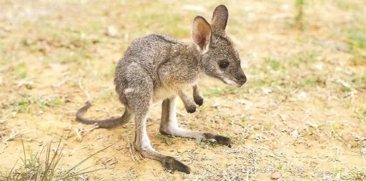 A tiny little adorable joey baby kangaroo