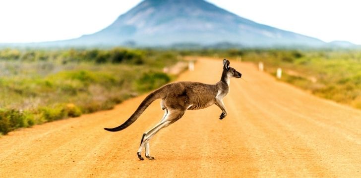 A kangaroo jumping across a sandy road
