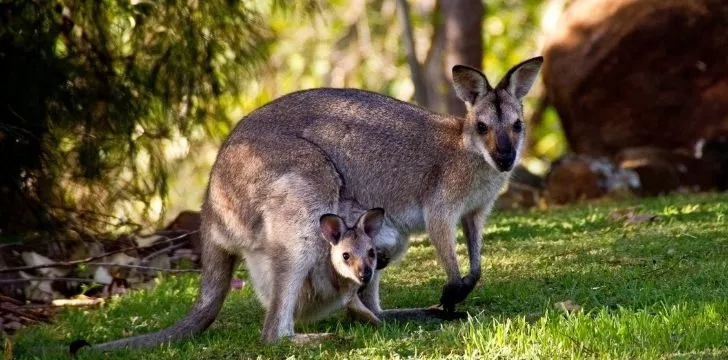 A kangaroo with its baby