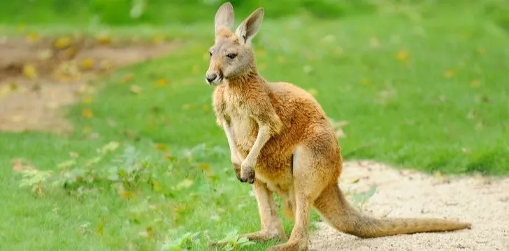 A pregnant kangaroo