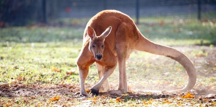 Kangaroo showing off its big long tail
