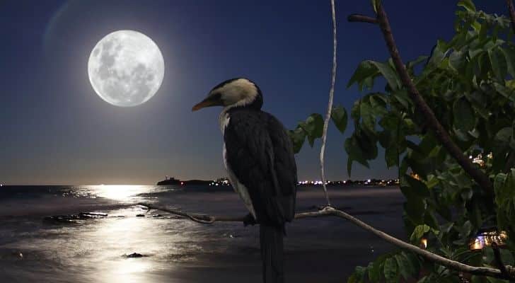 A bird perched on a tree with a huge super moon in the sky