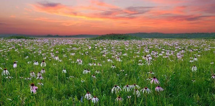 Alabama used to be covered in grassland.