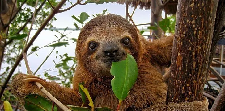 Sloth is more than just a name for these tree-dwellers.