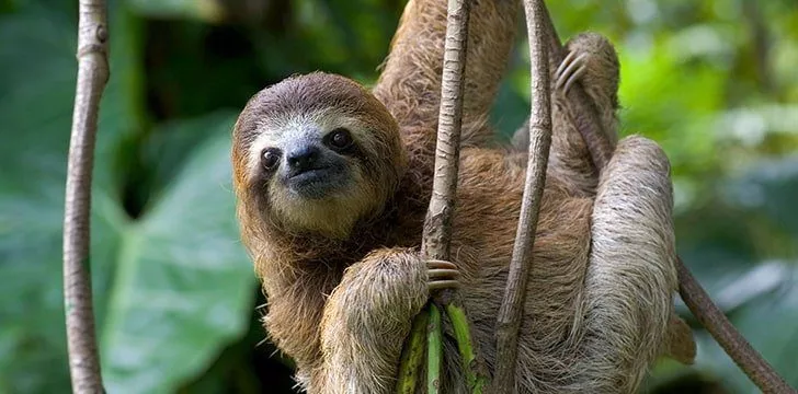 Sloths spend as little time possible moving, and even less on the ground.