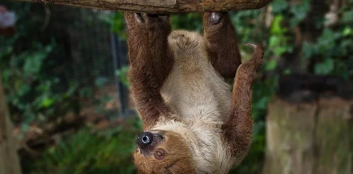 Two-toed sloths have three toes, not two.