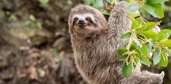Modern day sloths are a shell of their former selves.