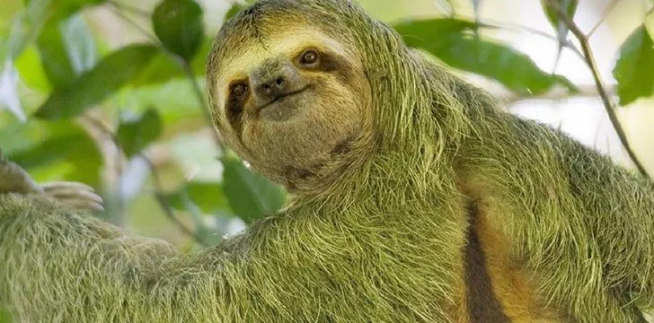 Sloths move so slowly that algae grows on them.