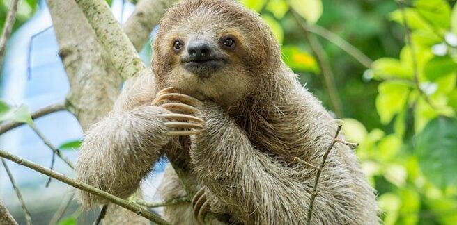 10 Surprisingly Chill Facts About Sloths - The Fact Site