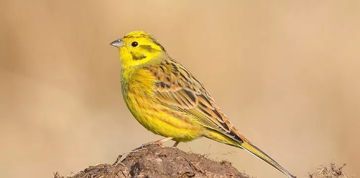 One of Alabama’s nicknames is “The Yellowhammer State.”