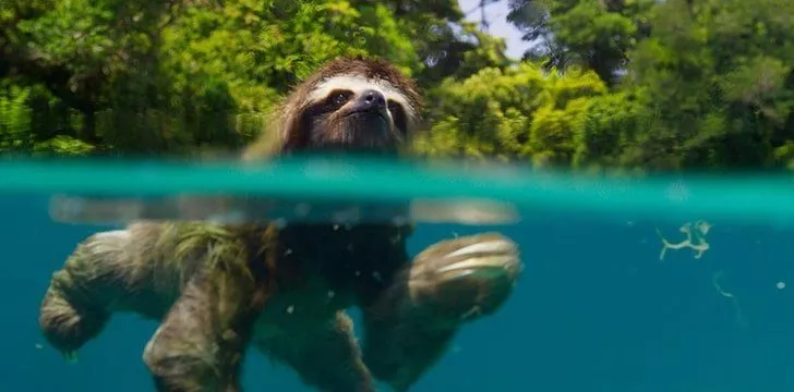Sloths are better swimmers than you’d think.