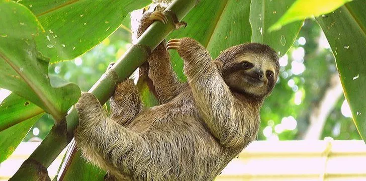 Sloths spend up to 90% of their lives hanging upside down.