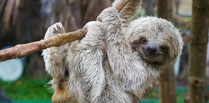 10 Surprisingly Chill Facts About Sloths - The Fact Site