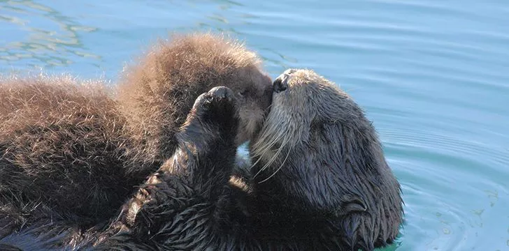 Otters are raised by their mothers.