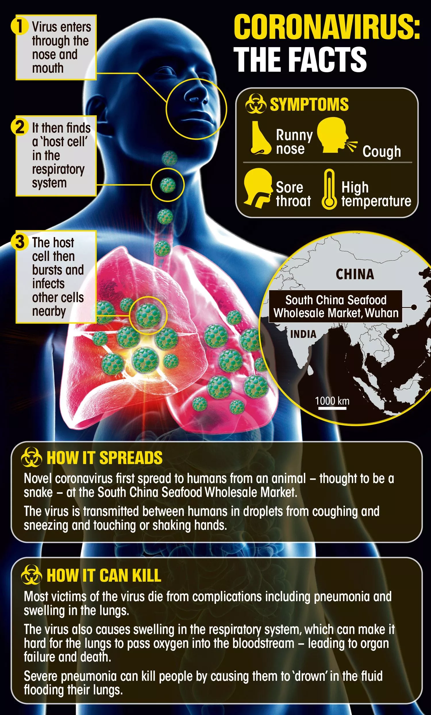 Coronavirus Infographic