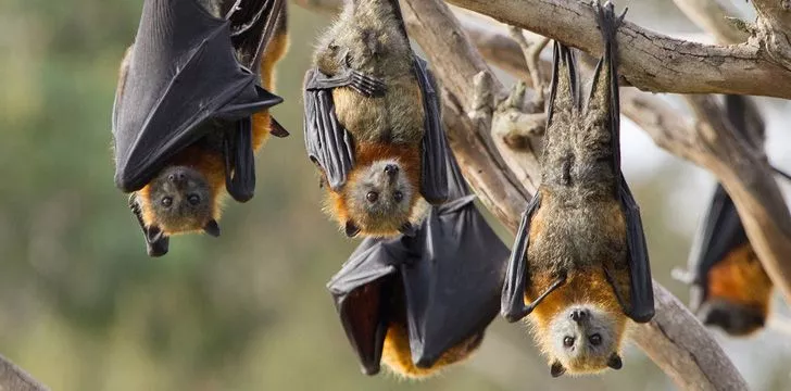 Coronavirus originally came from bats.
