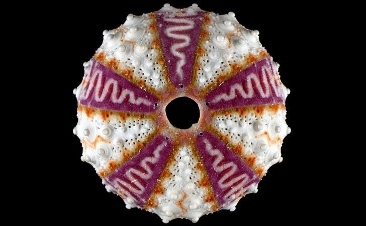 eBay helped the discovery of a new sea urchin species