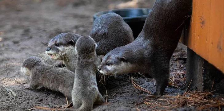 Many otter species are at risk of becoming extinct.