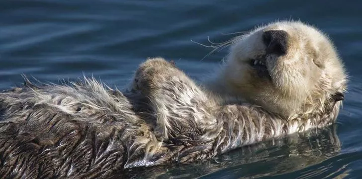 Otters eat 15-20 percent of their bodyweight daily.