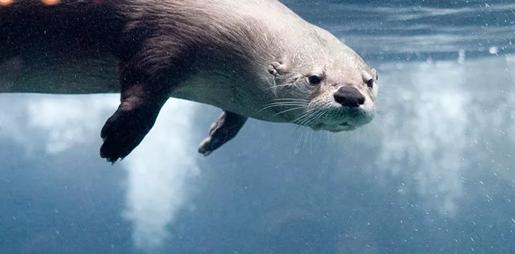Otters can hold their breath for a really long time.