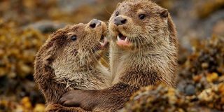 Fantastic Facts about Otters