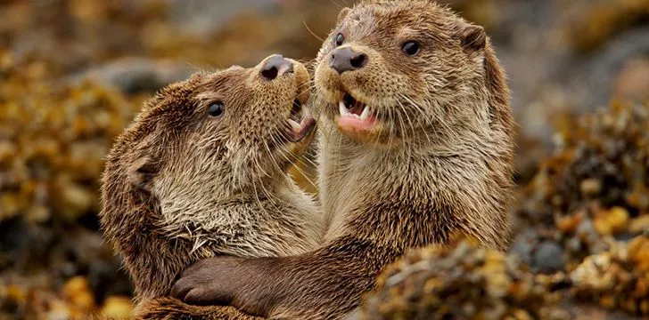 Fantastic Facts about Otters