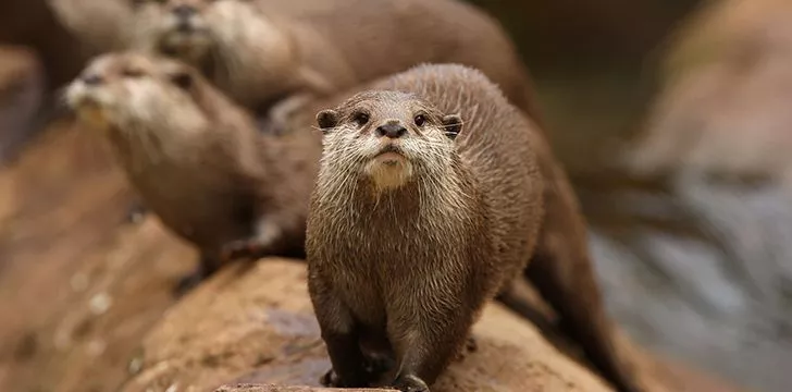 Otters have the densest fur of the animal kingdom.