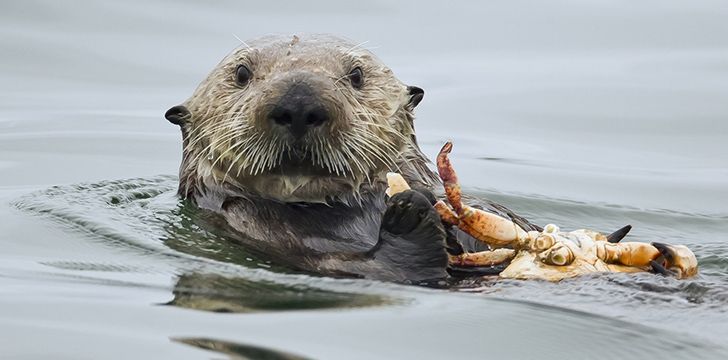 Otters are expert hunters.