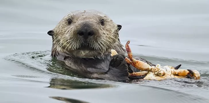 Otters are expert hunters.