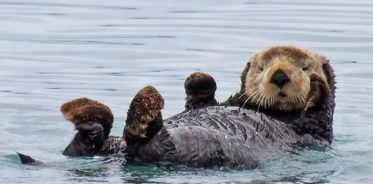 There’s a surprisingly large amount of names used to describe otters.