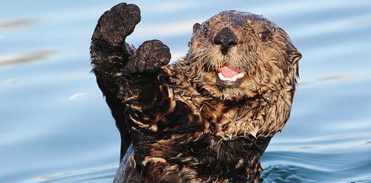 Otter poop has the strangest smell.