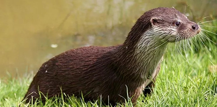 Otters and humans sometimes work together.