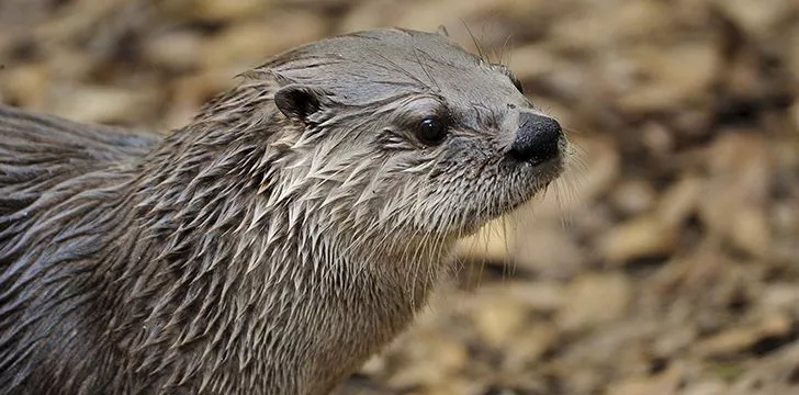 Otters can be found all over the world.