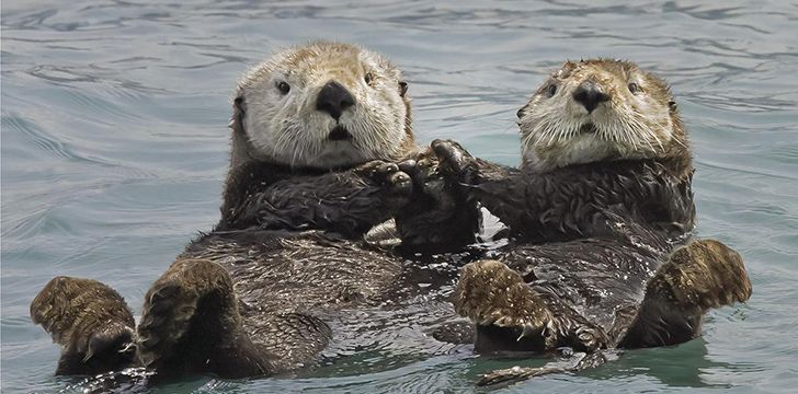 Sea otters hold hands when they sleep.