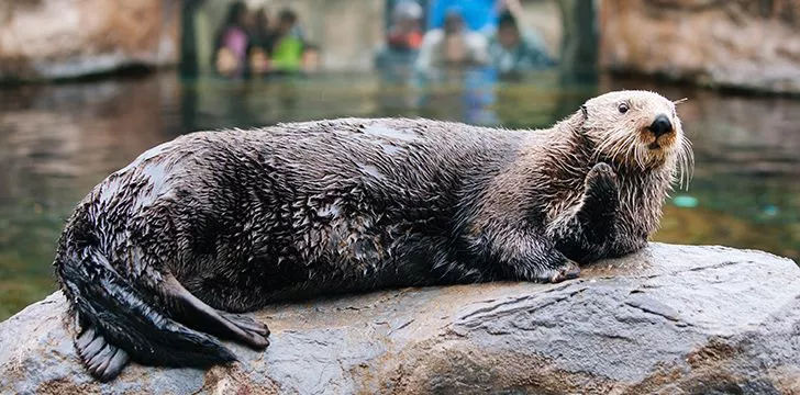 The majority of otters spend most of their time on land.