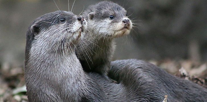 Otters are very social animals.