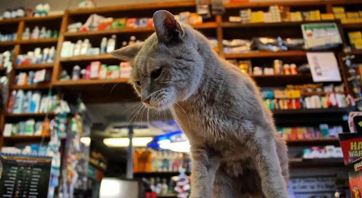 A town in Alaska once had a cat for a mayor.