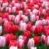 Incredible Facts about Tulips
