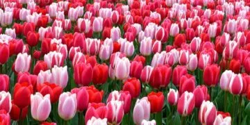 Incredible Facts about Tulips